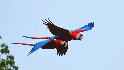 Esteros del Iberá será sede de la XIII Feria de Aves de Sudamérica