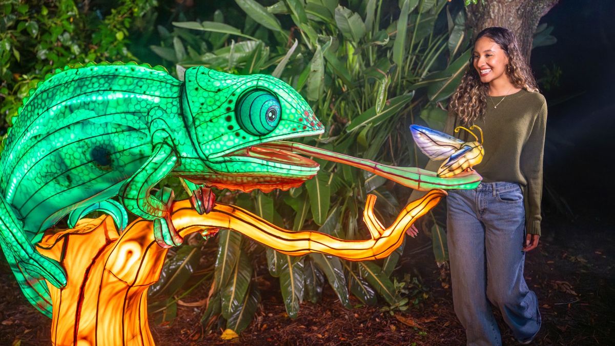 El evento se realizará durante noches seleccionadas desde el 8 de noviembre hasta el 31 de enero de 2026