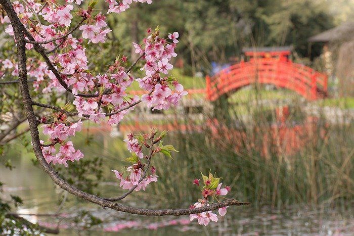 La floración del cerezo japonés o Sakura generalmente es a mediados de Julio hasta los primeros días de agosto.