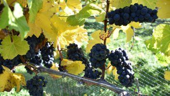 La producción de estos viñedos es de 13 a 14 mil botellas por año.