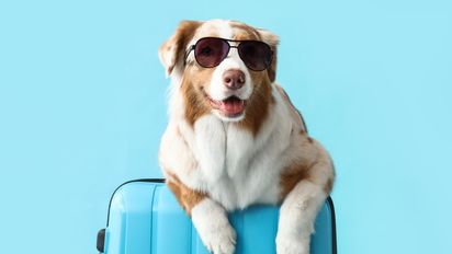 La Aerocivil recordó los requisitos obligatorios para quienes viajen con mascotas.