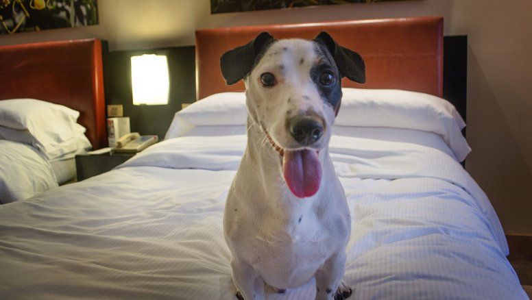 Hilton Buenos Aires presentó su exclusivo programa Pet Friendly “Mascotas VIP #VeryImportantPets”.