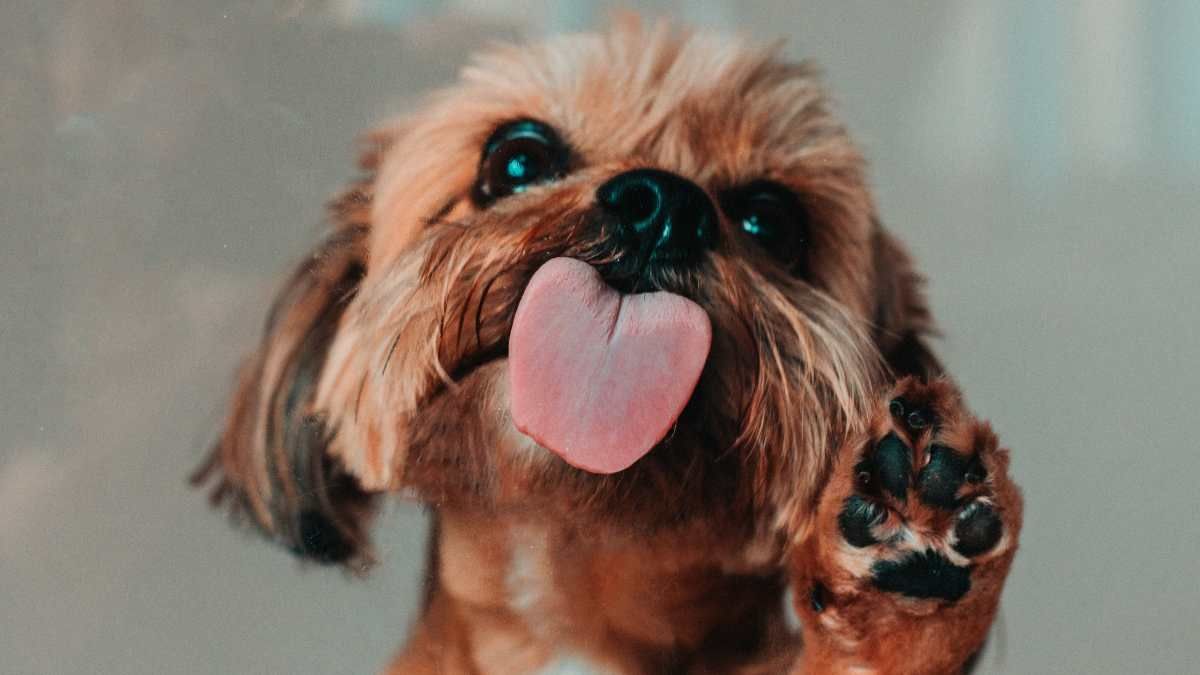 Profeco promueve derechos de pasajeros aéreos que viajan con mascotas.