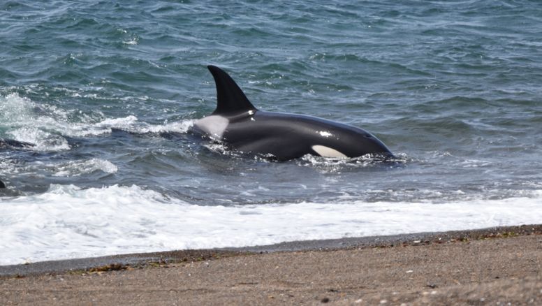 Chubut: entre marzo y mayo se pueden avistar orcas en la Península Valdés.