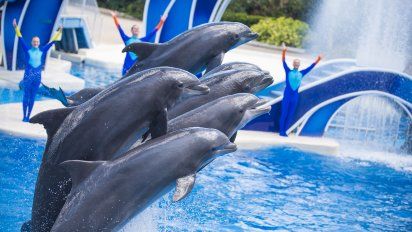 La compañía está priorizando el cuidado de sus animales.