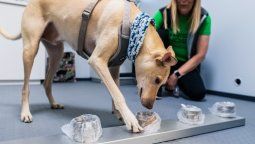 Los perros realizan su trabajo de detección del coronavirus en una cabina separada para evitar contraer infecciones.