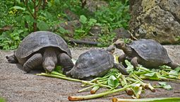 Las visitas al Centro de Crianza de Tortugas Gigantes David Rodríguez en San Cristóbal, Galápagos, ya son posibles tras la firma de un convenio. 