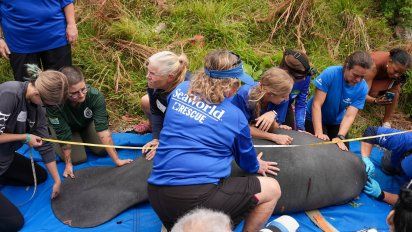 SeaWorld Orlando posee uno de los centros de recuperación más grandes de Estados Unidos.