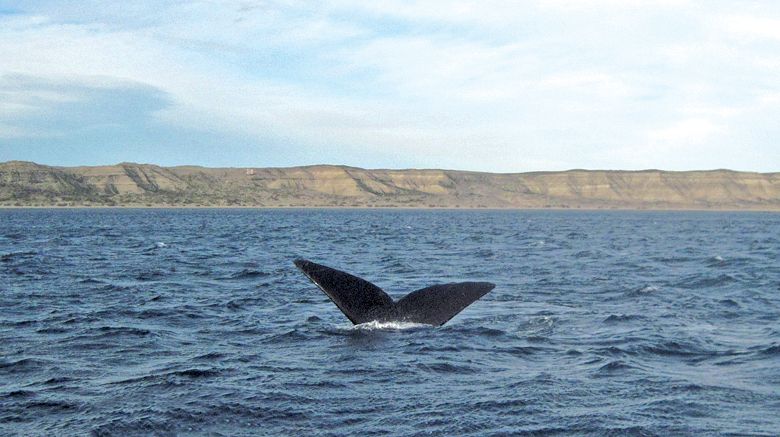 En Puerto Pirámides las ballenas ofrecen espectáculos asombrosos.