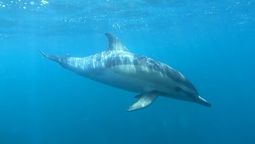 Río Negro: la temporada ofrece un espectáculo que combina la majestuosidad de la Ballena Franca Austral con la energía de delfines y lobos marinos.