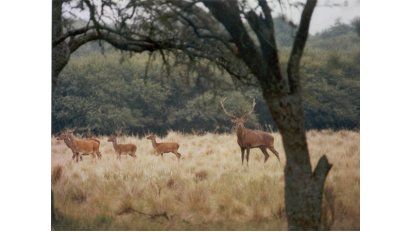 Los ciervos colorados llaman a las hembras con intensos bramidos.