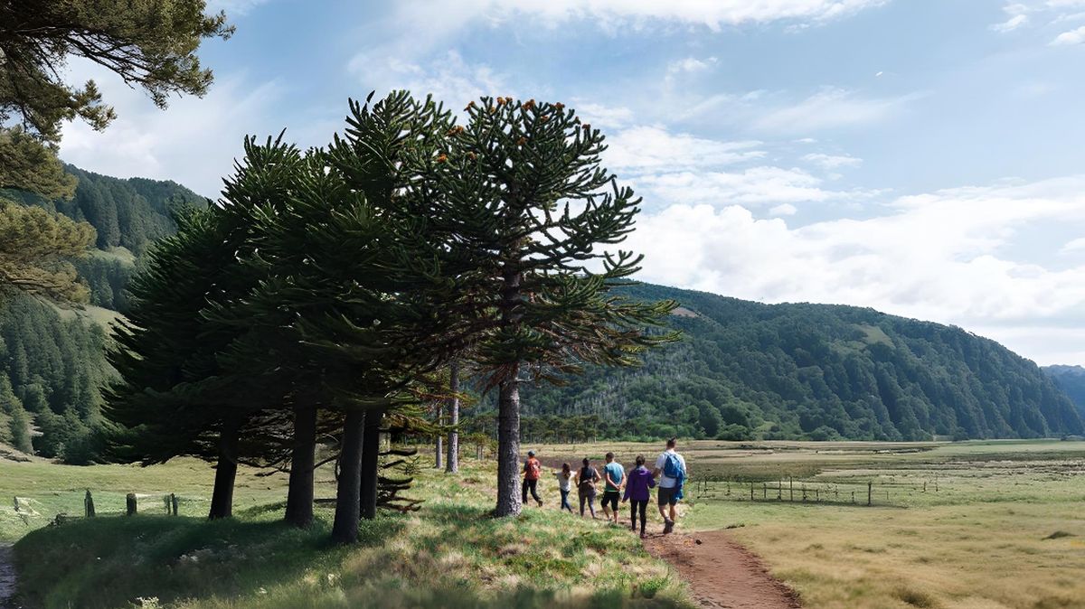Senderos de la Reserva Nacional Malalcahuello, rodeados de araucarias milenarias.