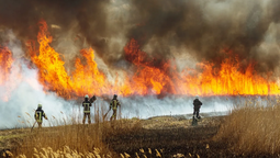 Los incendios se concentran en las regiones de Ñuble, Biobío y Araucanía. 