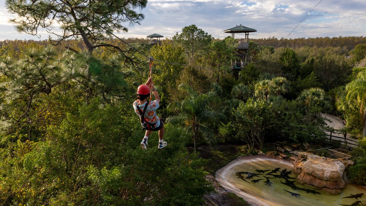 Kissimmee: el Screamin’ Gator Zip Line de Gatorland propone volar sobre caimanes y cocodrilos a una gran velocidad.