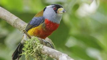 Encuentro de aviturismo Ecuador Bird Fair 2026 se celebrará en Quito.&nbsp;