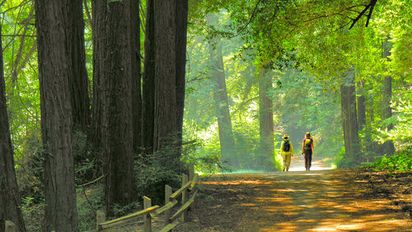 Atrévete a descurbir estos 3 bosques en Oakland, California que no te puedes perder.
