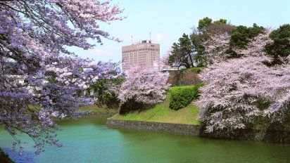 El establecimiento se eleva entre los cerezos de los jardines imperiales.