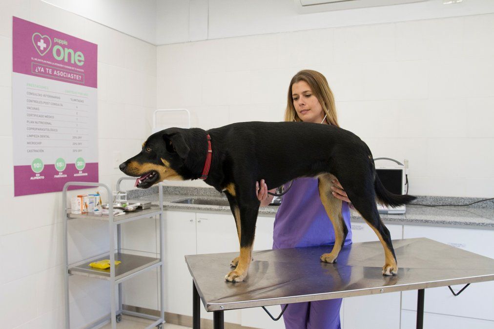 La colocación del microchip es simple, contiene información médica y los datos del dueño de la mascota.