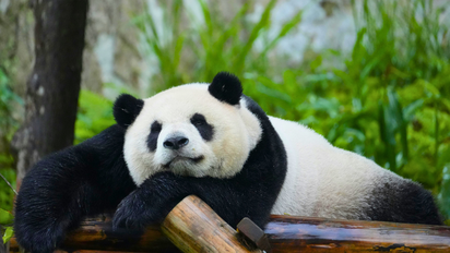 Asia: ¿Qué es la Ruta del Panda en China y cómo planear tu viaje para recorrerla?