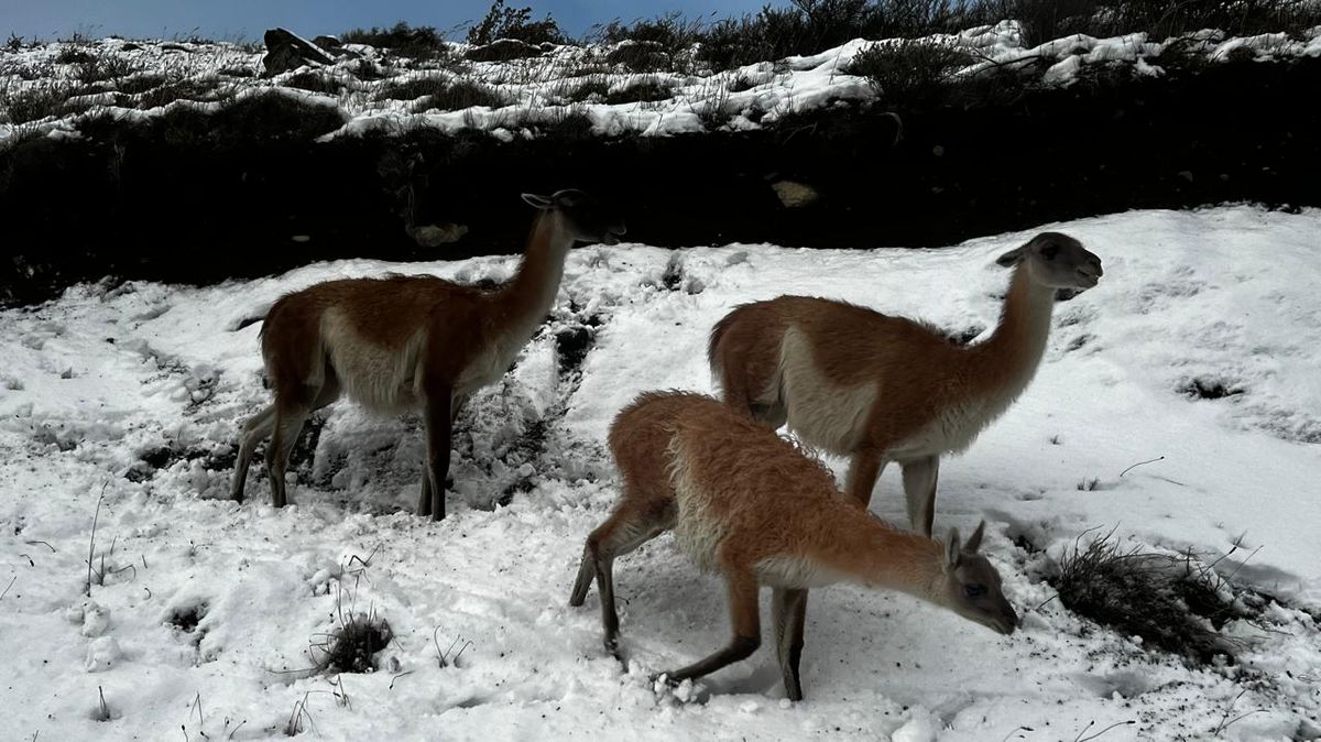 Torres del Paine: Guanacos pasean al costado de la carretera próxima al Lago Pehoé.