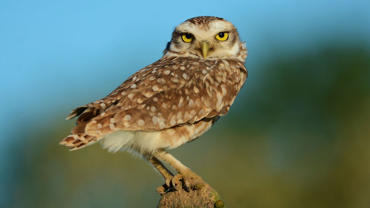 El avistaje de aves en La Pampa crece como actividad sustentable y motor del turismo de naturaleza.
