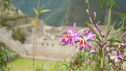 Machu Picchu se caracteriza por su increíble variedad de orquídeas y otras especies de flores únicas en la región.