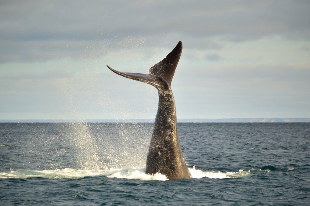 Patagonia: conoce la emotiva historia por la cuál se celebra el Día Nacional de la Ballena Franca Austral.