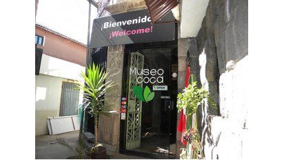 Los usos de la planta ancestral