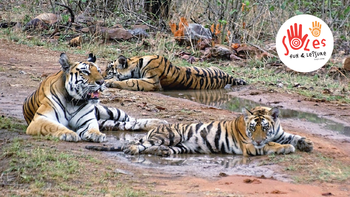Uno de los diferenciales de la salida de Soles Fun & Leisure a India y Nepal es la visita a parques nacionales.