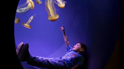 Una nueva exhibición interactiva llega a SeaWorld San Diego