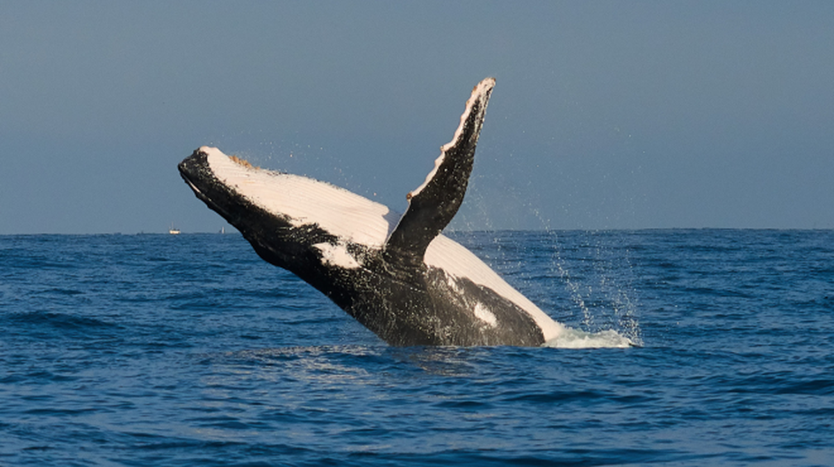 Temporada de avistamiento de ballenas incrementará el turismo en Piura. - Ladevi Medios y Soluciones Temporada de avistamiento de ballenas incrementará el turismo en Piura.