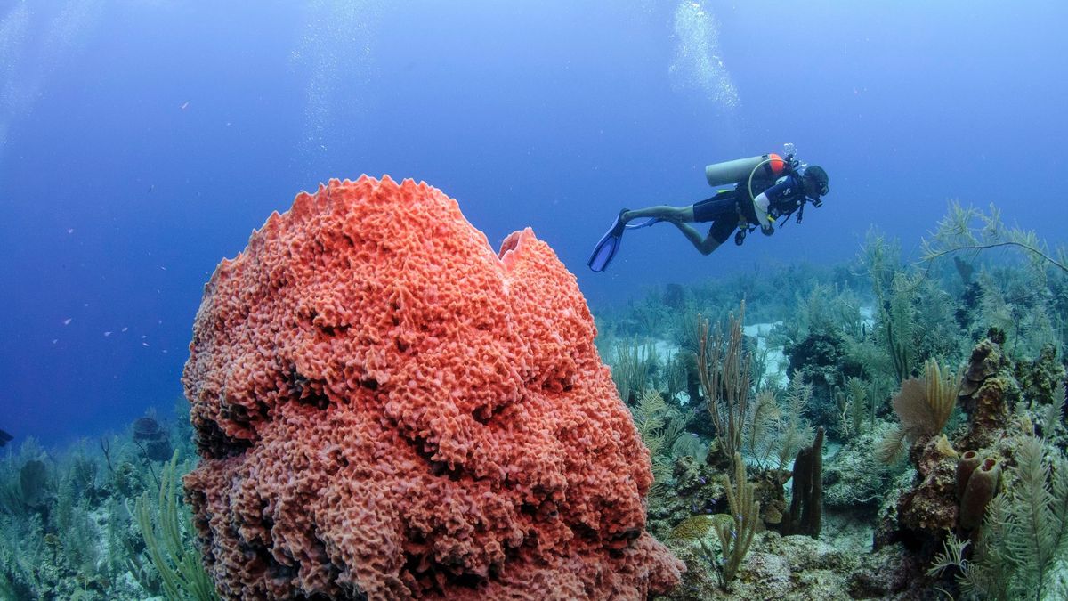 En Belice, las cristalinas aguas del mar Caribe son un verdadero ed&eacute;n para las actividades subacu&aacute;ticas.