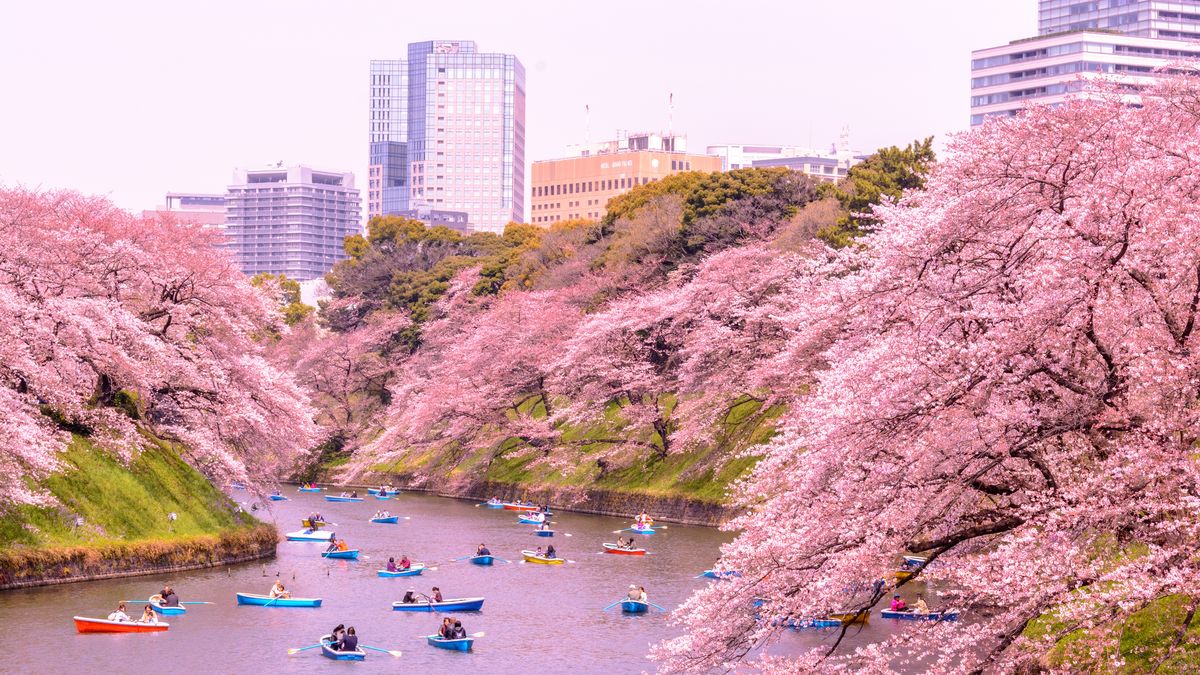 El parque Ueno y el río Meguro destacan por los cerezos en flor en Tokio, uno de los principales atractivos de la temporada.