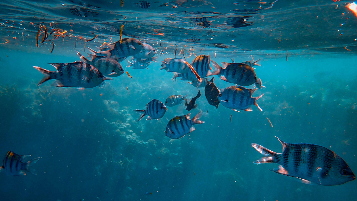 Las actividades acuáticas, como el esnórquel, son un imperdible en Barbados.