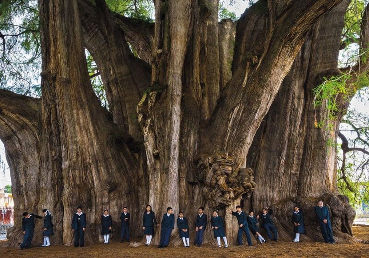 Oaxaca: conoce las leyendas del Árbol del Tule