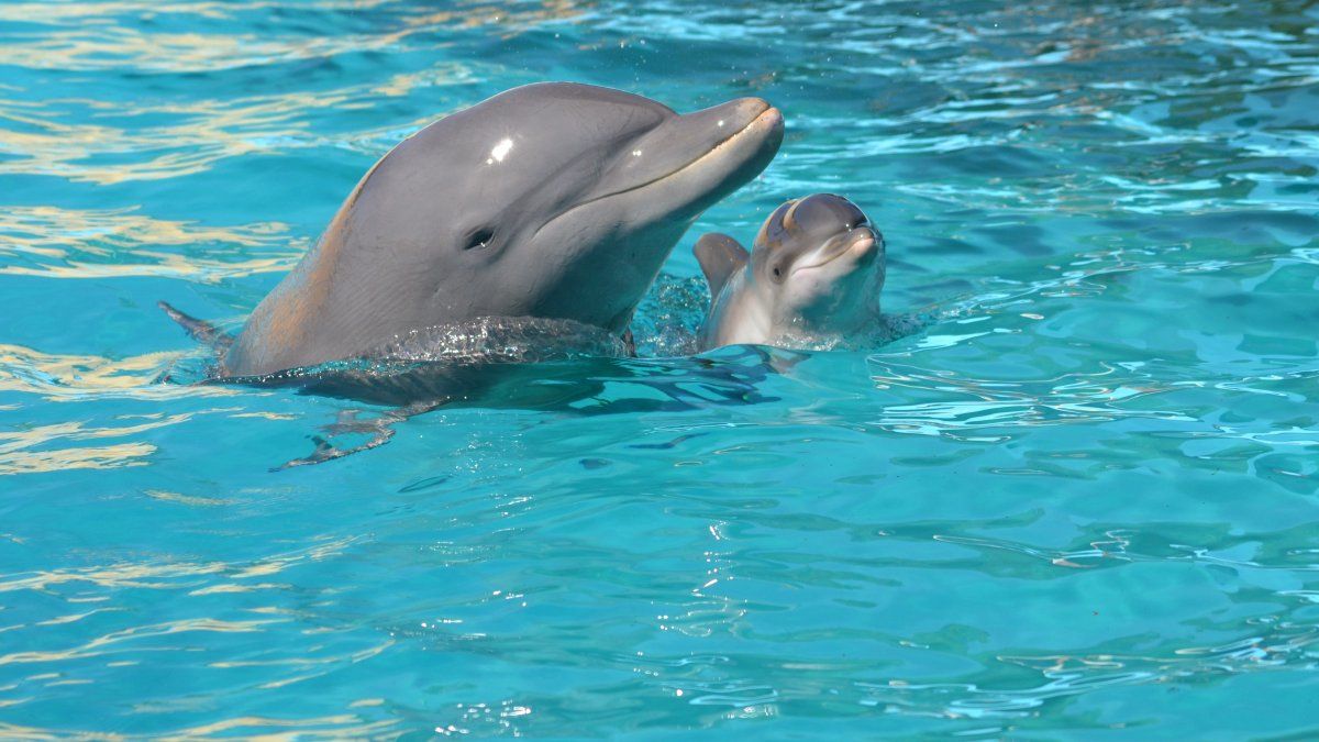 Verano en la Costa Atlántica: Mundo Marino invita a comprender mejor a los animales y la biodiversidad. 
