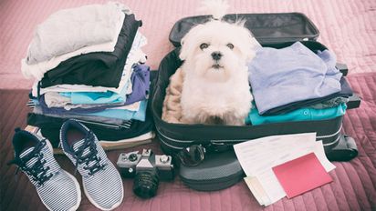 Viajar con mascotas ya no será un problema en Colombia. Representantes a la Cámara avanzan en un proyecto de ley que regula su transporte.