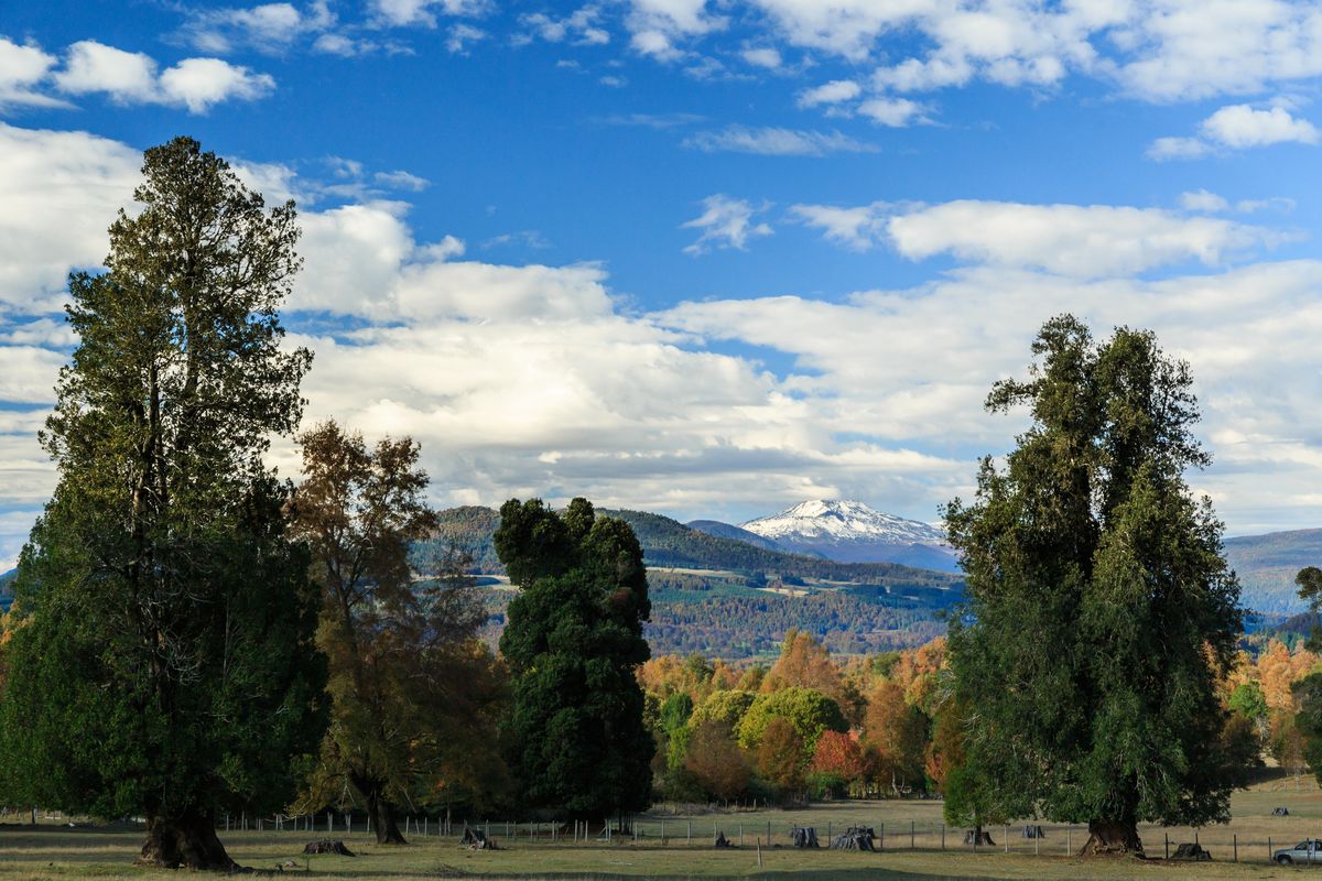 La Araucanía ofrece increíbles paisajes en la temporada de verano.&nbsp;