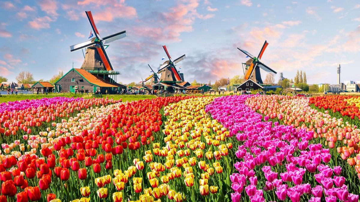 Uno de los momentos más destacados del calendario de Scenic Luxury Cruises es la Tulip Season.