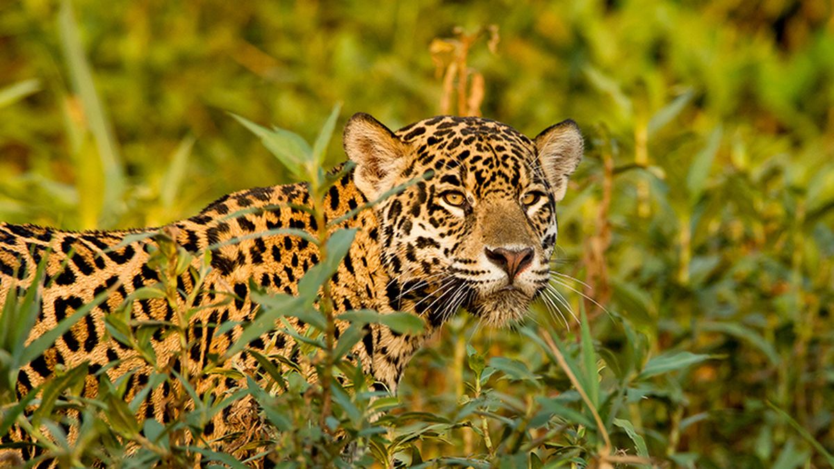 Vacaciones en familia en Chaco aventura en El Impenetrable