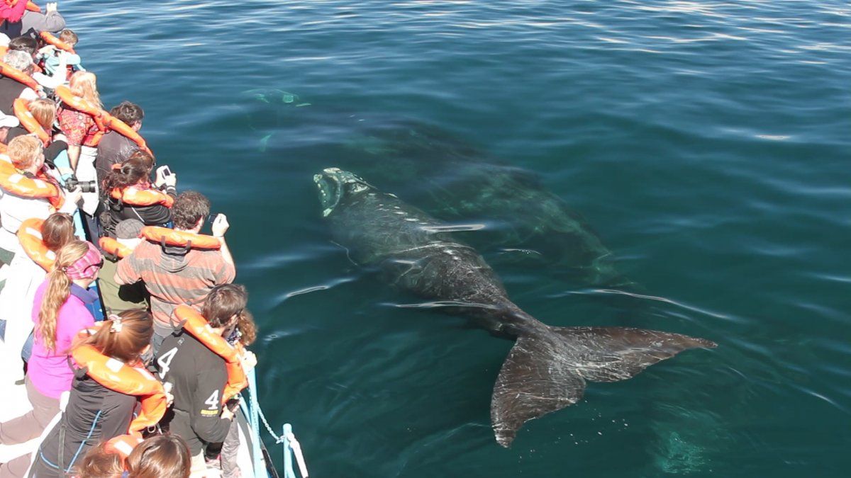 Vacaciones las ballenas ya se muestran en Puerto Madryn