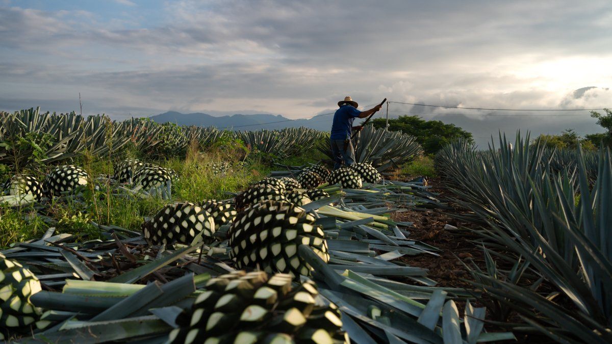 Vacaciones en México: la Ruta del Mezcal rescata técnicas ancestrales de elaboración de esta bebida.
