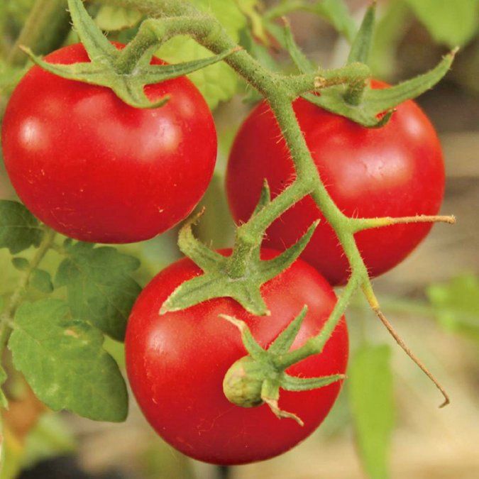 Trelew, pasado ancestral y tradición galesa