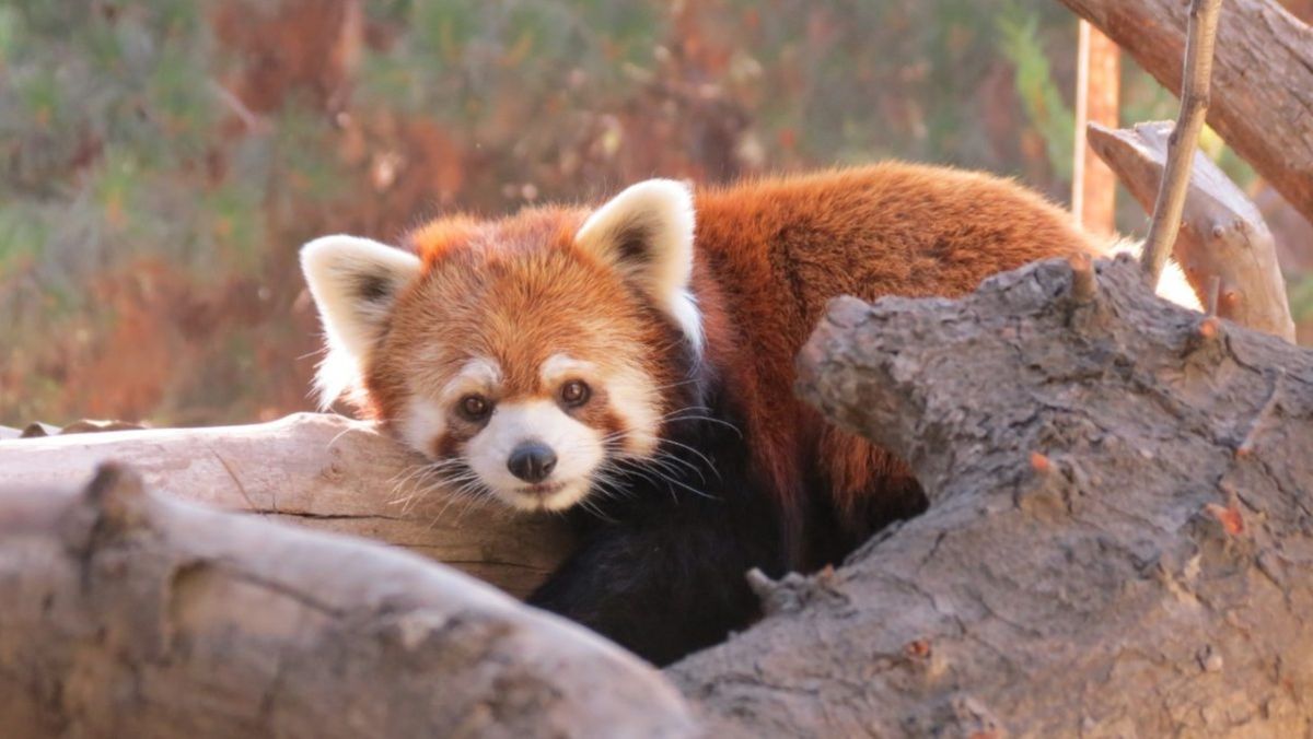Buin Zoo tiene variados panoramas para estas vacaciones de invierno 2025.