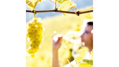 Los nuevos caminos del Enoturismo