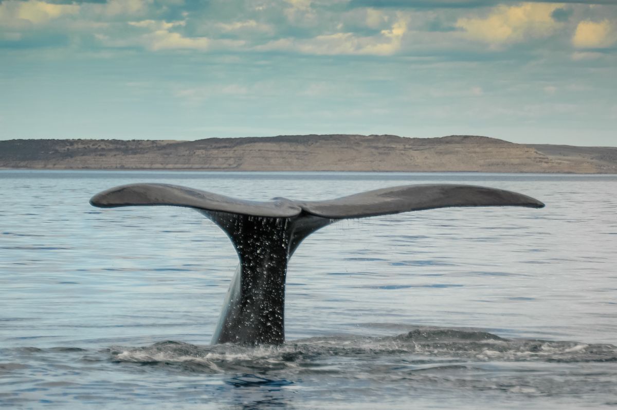 Uno de los avistajes de ballena Franca Austral más populares se realiza en Puerto Pirámides.