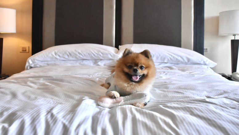 Hilton Buenos Aires cuenta con una propuesta dehospedaje pet friendly, bajo el lema “Mascotas VIP #VeryImportantPets”.