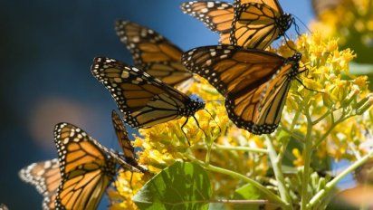 Michoacán: abren los santuarios de la mariposa monarca