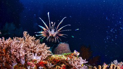 Si viajas a la playa ten cuidado con estos animales marinos.