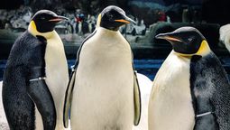 SeaWorld Orlando incorpora pingüinos emperador y será la única exhibición de ejemplares de la especie en el hemisferio occidental. 